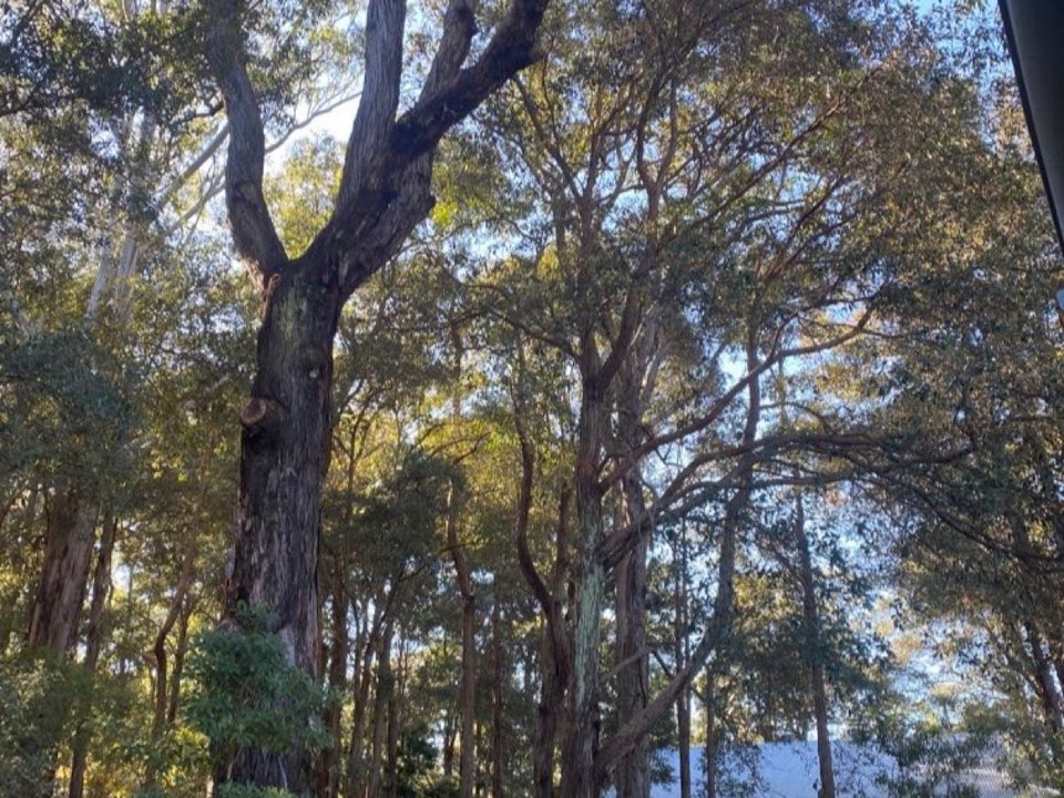 Mature trees in a Somerset parkland setting due for routine re-inspection