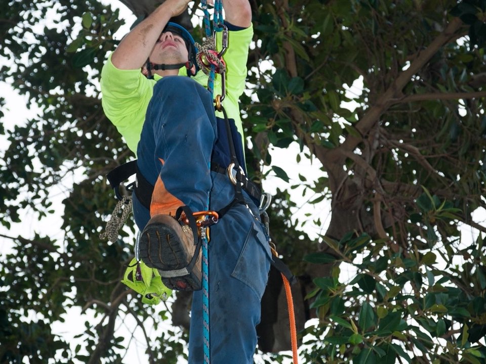 Qualified arborist working in a mature tree during an Enviro Trees UK survey in Somerset